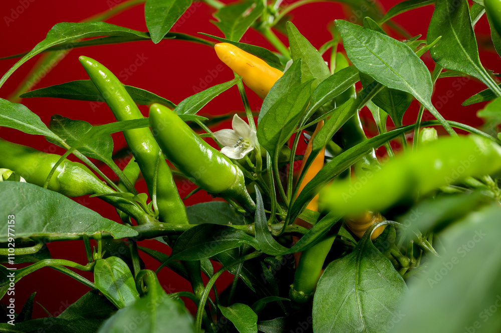 Golden Cayenne Pepper on a red background