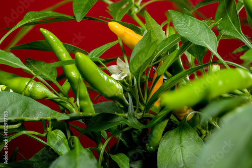 Obraz na płótnie Golden Cayenne Pepper on a red background w salonie