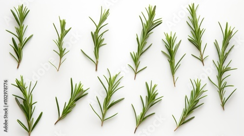 Fresh rosemary herb collection arranged on a white backdrop showcasing multiple stems in an overhead view ideal for culinary or herbal themes photo