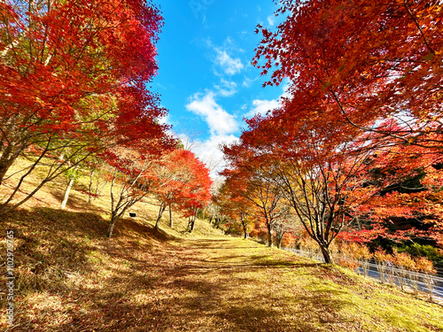 モミジの並木道と青空 photo