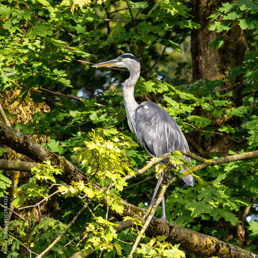 Fototapeta premium Grey heron, Ardea cinerea, sitting on a branch in a tree and looking around