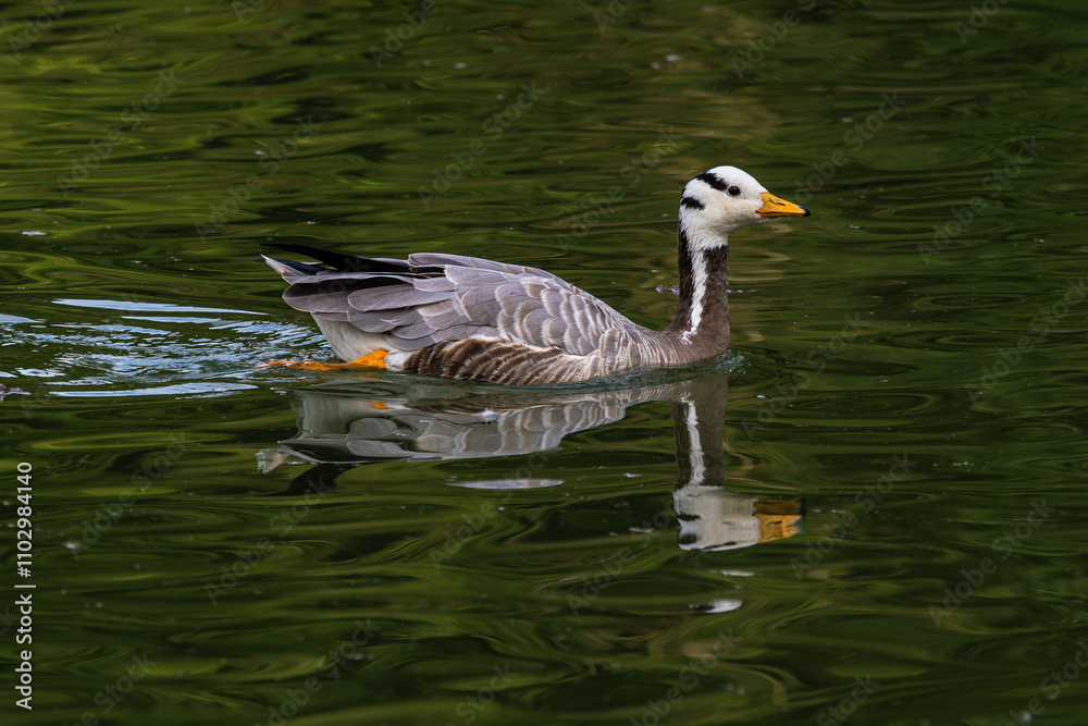 The bar-headed goose, Anser indicus seen in English Garden in Munich The bar-headed goose, Anser indicus seen in English Garden in Munich