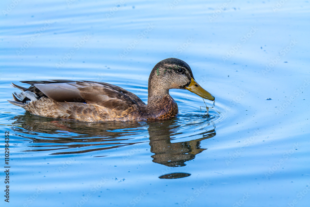 Wild duck or mallard, Anas platyrhynchos swimming in a lake in Munich, Germany