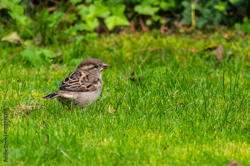 The common starling, Sturnus vulgaris also known as the European starling walking on green grass