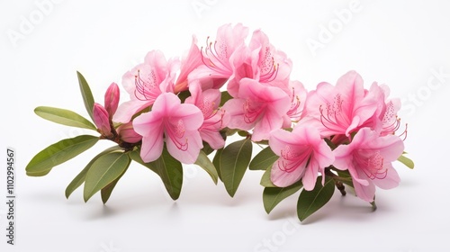 Delicate pink rhododendron flowers with lush green leaves on a clean white background in an elegant studio composition