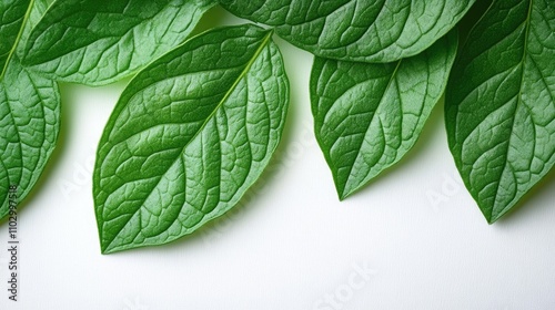 Fresh green plantain leaves arranged elegantly on a white background ideal for nature, health, and organic concepts in photography. photo