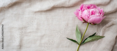 Fototapeta Naklejka Na Ścianę i Meble -  Pink peony flower on grey linen fabric flat lay with ample copy space for romantic greeting card or eco friendly design concepts