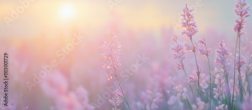 Morning sunlight illuminating vibrant grass flowers in a serene field creating a tranquil natural landscape atmosphere