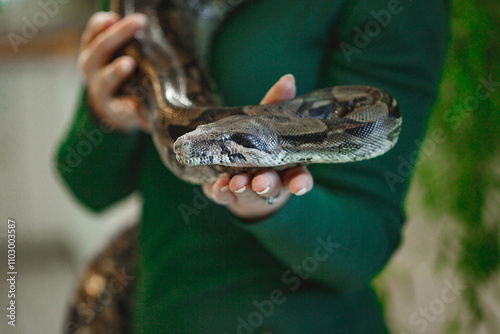 Close up of woman's hands holding white pet snake