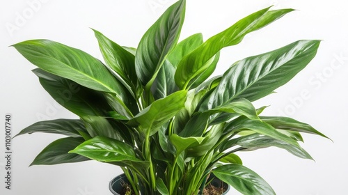 Homalomena rubescens lush green foliage in decorative pot for indoor decoration and plant care.