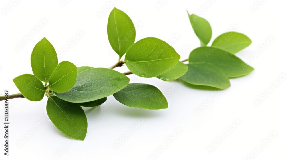 Fototapeta premium Fresh green blueberry leaves isolated on a smooth white background showcasing their vibrant color and natural texture.