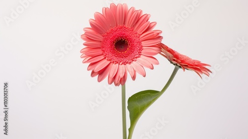 Pink gerbera daisies isolated on a white background showcasing vibrant color and delicate petals for floral design and decoration themes