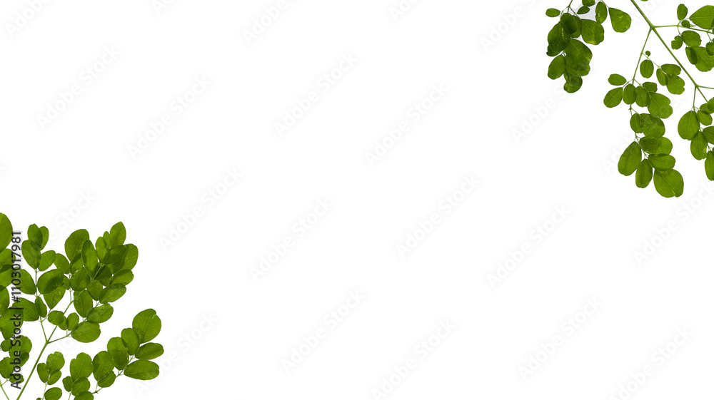 Green Leaves Border, Isolated On White Background Green Leaves Border, Isolated On White Background