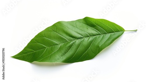 Vibrant green leaf isolated on a clean white background showcasing natural textures and details for botanical design elements.