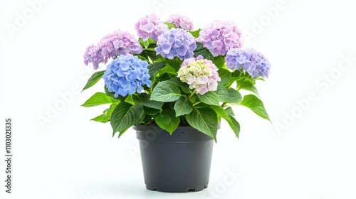 Potted hydrangea plant featuring clusters of blue, purple, and cream blooms surrounded by vibrant green leaves against a white backdrop.