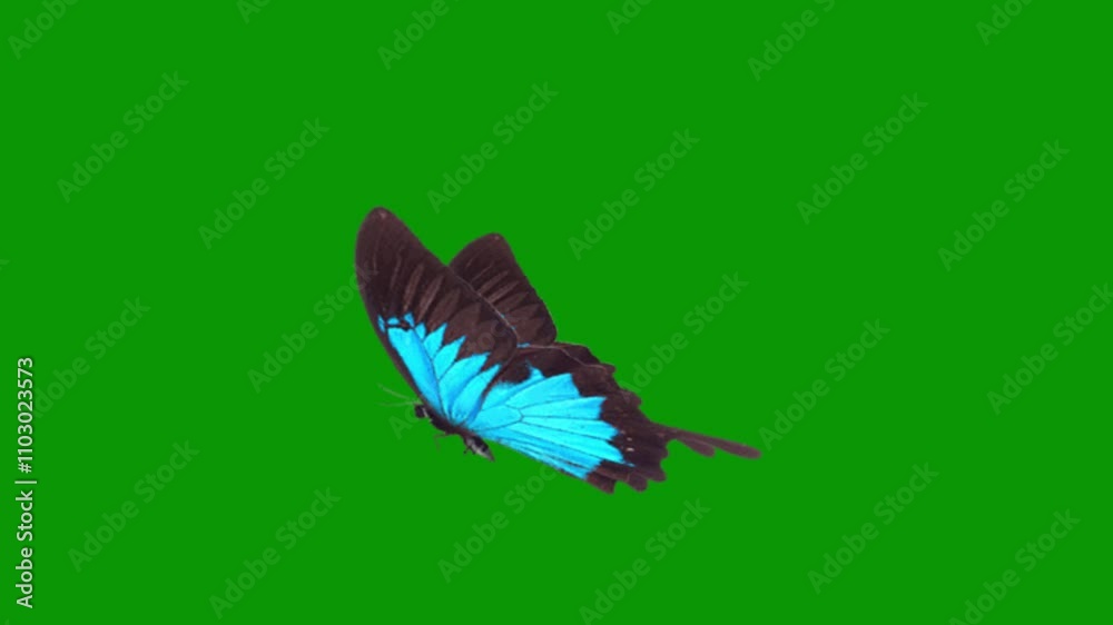 Animation of a blue and black butterfly flying on a green screen with 4k video resolution