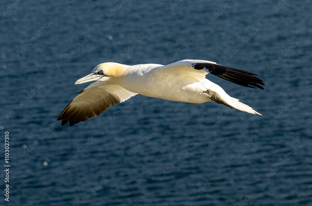 Obraz premium Northern Gannet on breeding rocks of Bempton cliffs, UK