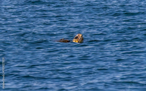 Sea turtle (Careta careta) in Amvrakikos Gulf, Greece photo