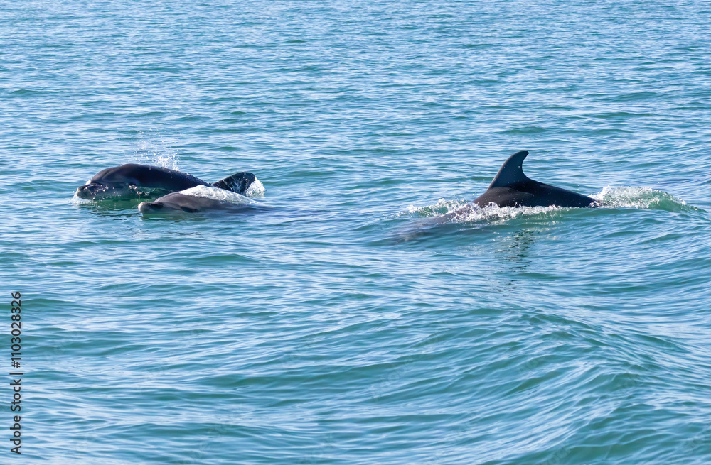 Obraz premium Bottle-nosed Dolphins in Amvrakikos Gulf, Greece