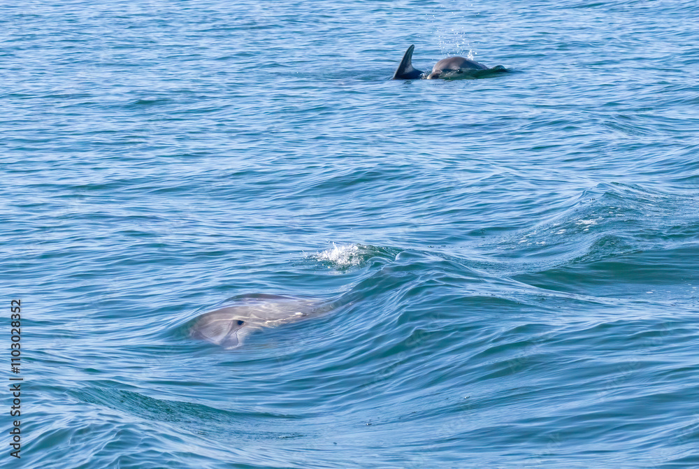 Naklejka premium Bottle-nosed Dolphins in Amvrakikos Gulf, Greece