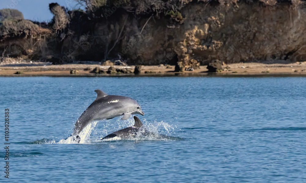 Fototapeta premium Bottle-nosed Dolphins in Amvrakikos Gulf, Greece