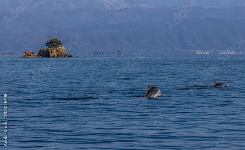 Bottle-nosed Dolphins in Amvrakikos Gulf, Greece photo