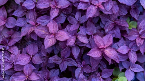 32.Detailed macro shot of purple flowers growing densely on a shrub, captured at Acton Botanical Garden. The lush purple hues stand out against the greenery, each bloom showcasing intricate petal