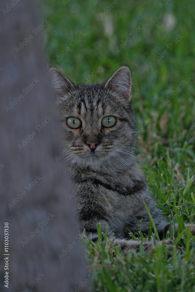 Tabby cat in the grass looking at the camera with green eyes