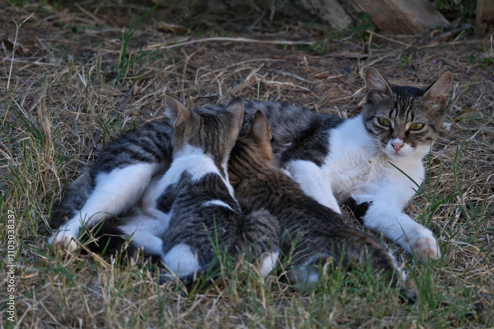 Mother cat and her kittens on the grass in the garden. Mother cat and her kittens on the grass in the garden.