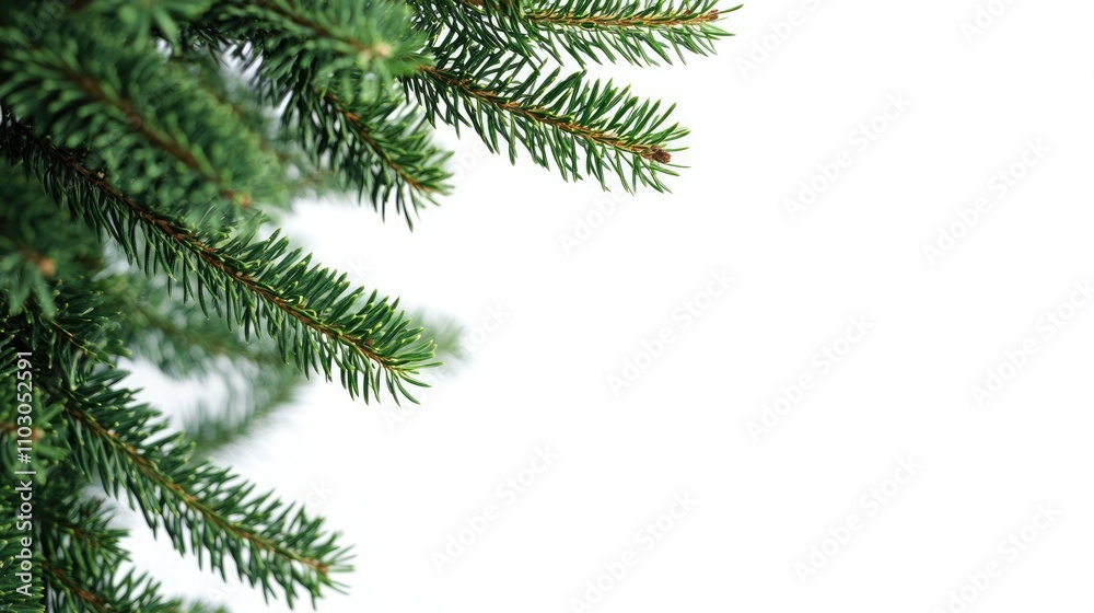 Christmas tree branches on a flat white background with a blank card for holiday messages or greetings. Ideal for customizable greeting cards. Christmas tree branches on a flat white background with a blank card for holiday messages or greetings. Ideal for customizable greeting cards.