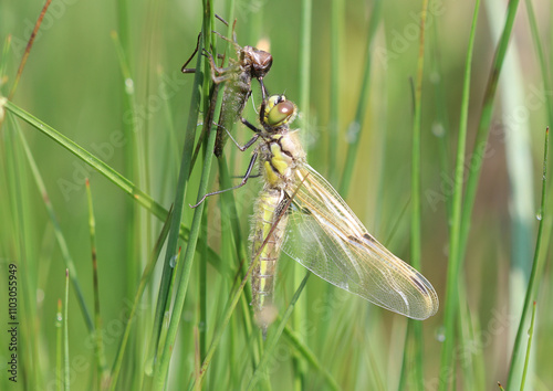 Vierfleck - Four-spotted Chaser photo