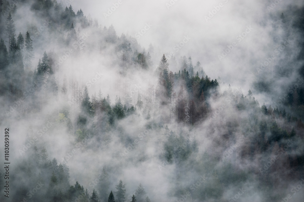 Tannen in den Wolken, Berge Italien Tannen in den Wolken, Berge Italien