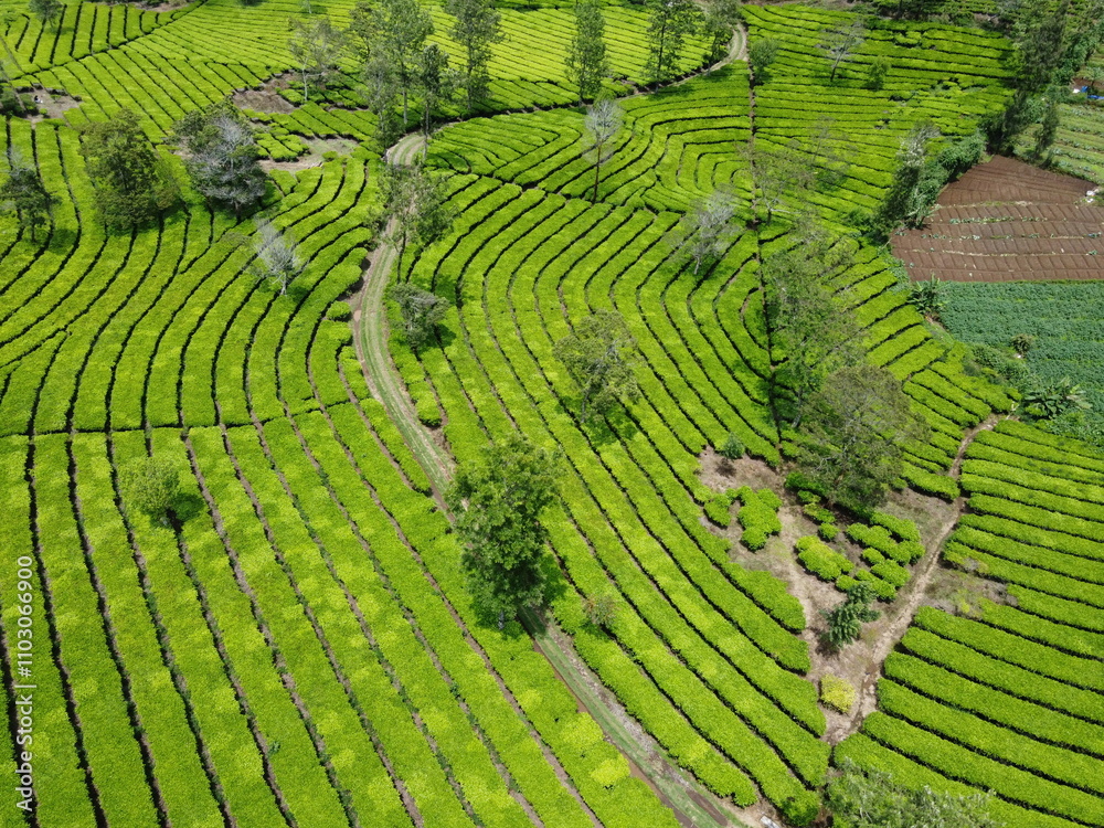 THE BEAUTY OF TEA GARDEN PATTERNS AT THE FOOT OF MOUNT SINDORO ON THE BORDER OF WONOSOBO AND TEMANGGUNG, CENTRAL JAVA, ASIA, INDONESIA THE BEAUTY OF TEA GARDEN PATTERNS AT THE FOOT OF MOUNT SINDORO ON THE BORDER OF WONOSOBO AND TEMANGGUNG, CENTRAL JAVA, ASIA, INDONESIA
