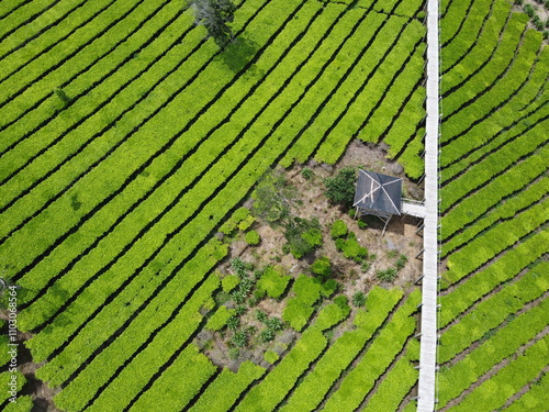 THE BEAUTY OF TEA GARDEN PATTERNS AT THE FOOT OF MOUNT SINDORO ON THE BORDER OF WONOSOBO AND TEMANGGUNG, CENTRAL JAVA, ASIA, INDONESIA photo