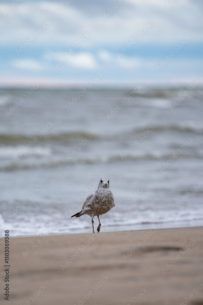 Portrait of a seagull on the beach. Portrait of a seagull on the beach.