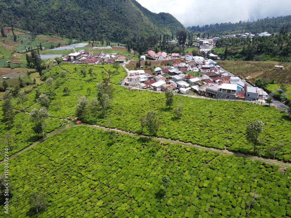 Naklejka premium THE BEAUTY OF TEA GARDEN PATTERNS AT THE FOOT OF MOUNT SINDORO ON THE BORDER OF WONOSOBO AND TEMANGGUNG, CENTRAL JAVA, ASIA, INDONESIA