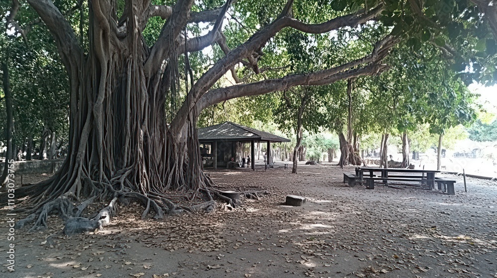 Serene Park: Giant Banyan Tree and Picnic Area Serene Park: Giant Banyan Tree and Picnic Area