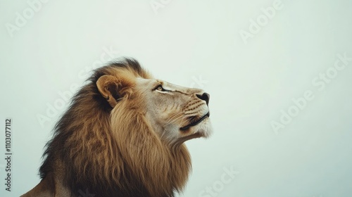 Regal Lion Gazing Upward Symbolizing Strength and Pride Set Against a Calming Pale Background