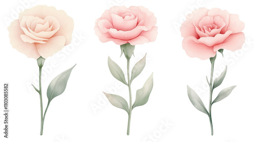 Three pink flowers are shown in a row Transparent Background