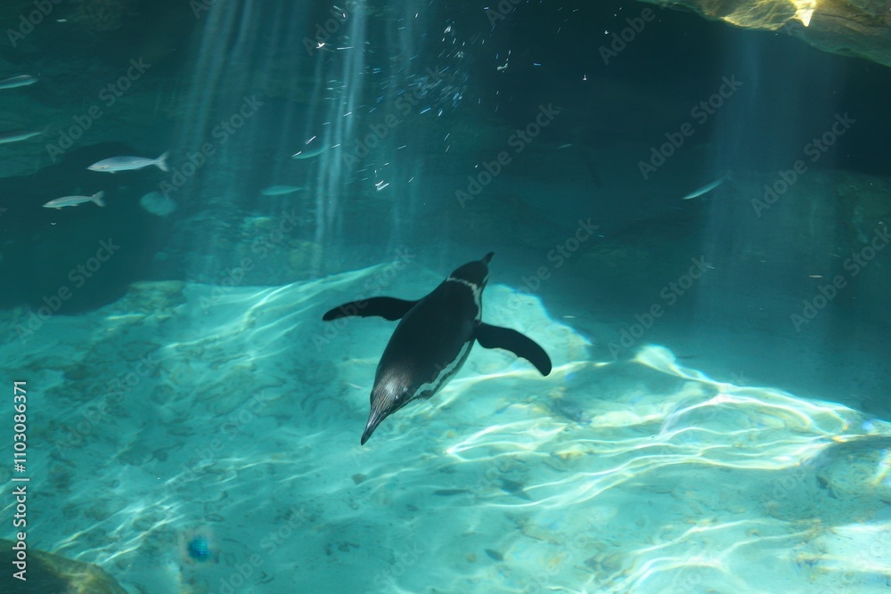 Obraz premium Galapagos Penguin Swimming