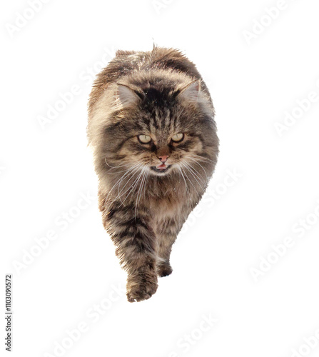 A cat with a long tail and a long furry body walks across a white background photo