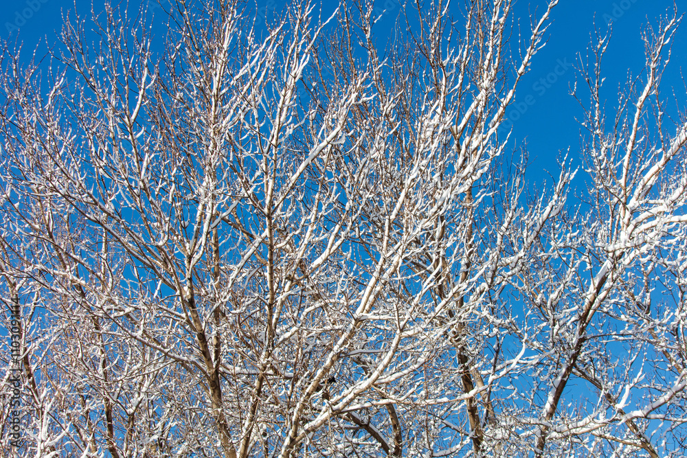 A tree with snow on it and a blue sky in the background A tree with snow on it and a blue sky in the background