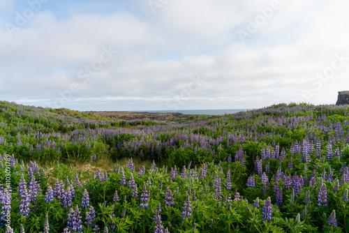 field of lavender