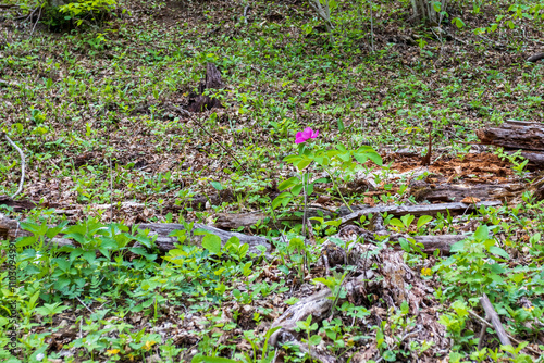 nature park , a walk along the riverbed with an overview of the stone bottom and banks