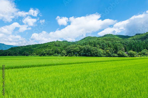 Fototapeta Naklejka Na Ścianę i Meble -  夏の田園風景