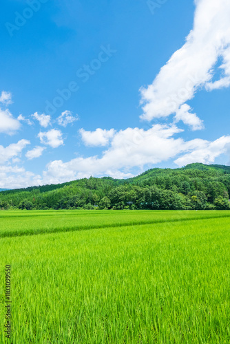 夏の田園風景