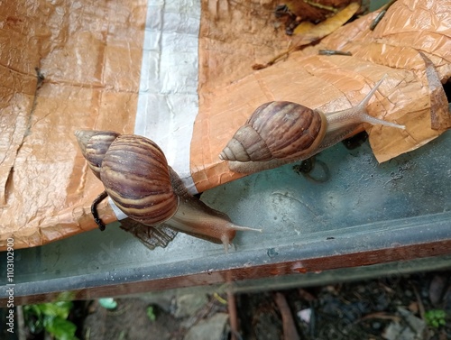 a pair of snails crawling together 