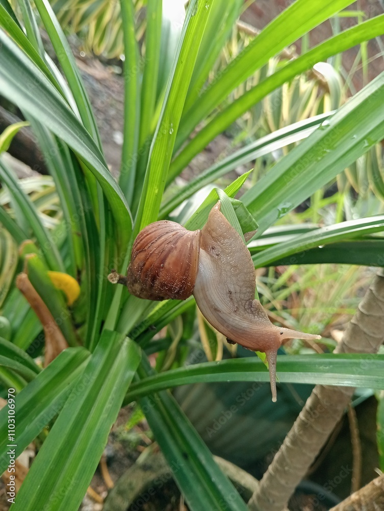 A Snail Crawling on the Leaves A Snail Crawling on the Leaves