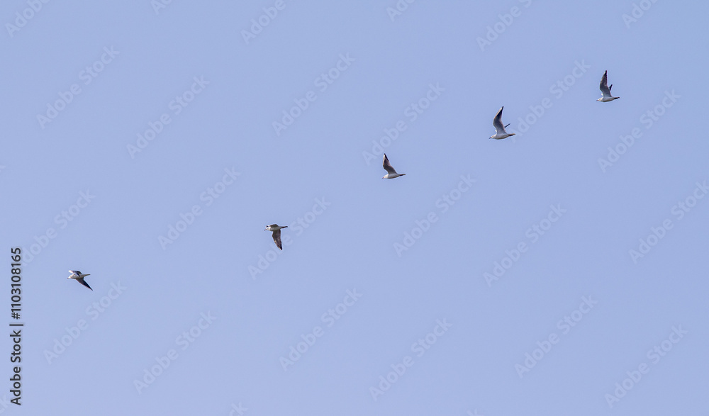 A flock of birds flying in a line across a blue sky A flock of birds flying in a line across a blue sky
