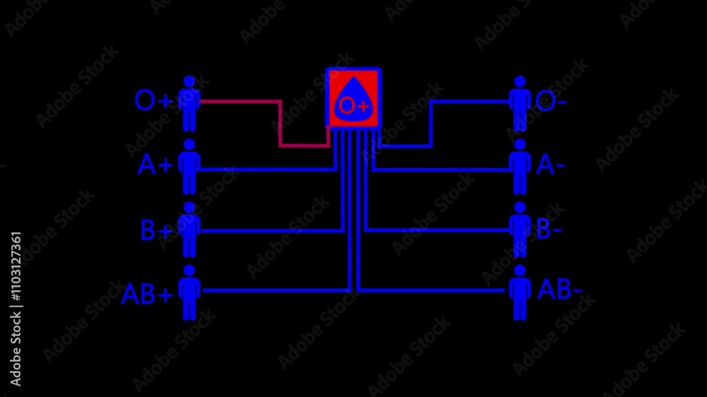 4k animation of blood donation with all possible blood group combinations.The concept of donation blood by looking at the blood group.man icon with blood group concept.. 4k animation of blood donation with all possible blood group combinations.The concept of donation blood by looking at the blood group.man icon with blood group concept..